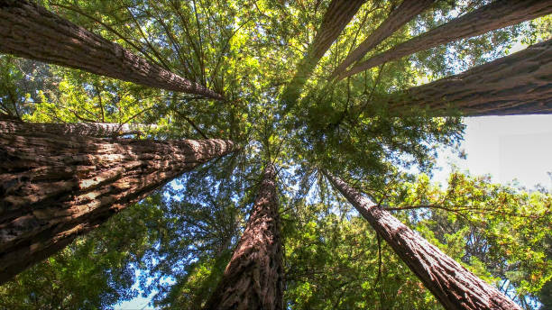 How Our Tree Care Process Works  in West Jefferson, OH